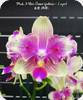 Phal. I Hsin Venus Peloric 2 Eyes